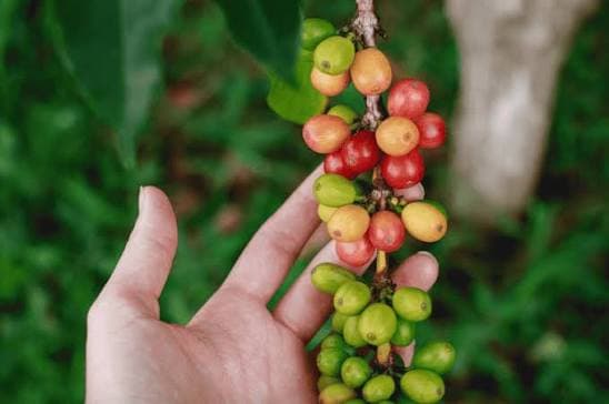 Grão especial do café do Brasil atinge recorde em leilão no Japão