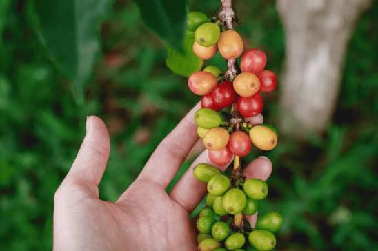 Grão especial do café do Brasil atinge recorde em leilão no Japão